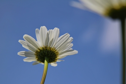 Himmelblau